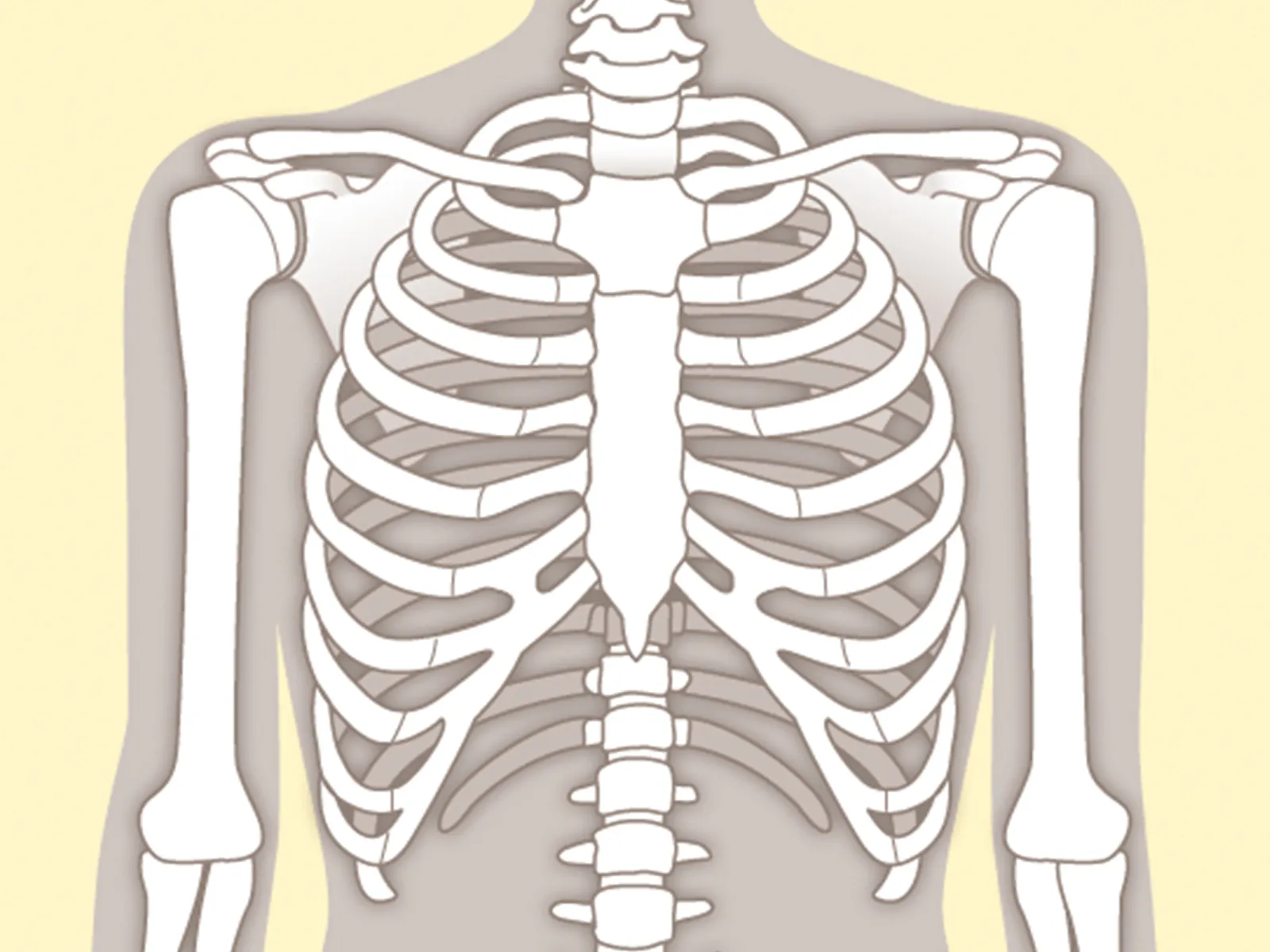 肋骨の柔軟性がダイエットに関係する 公式 Revias レヴィアス パーソナルトレーニングジム